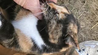 Petting a prickly pear