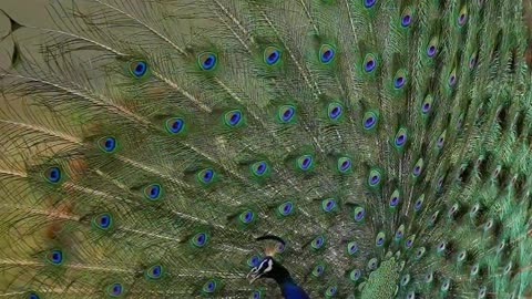 Beautiful peacock 🦚😍