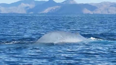 A rare photograph of a blue whale - shown on the beaches of Mexico - (incredibly huge)