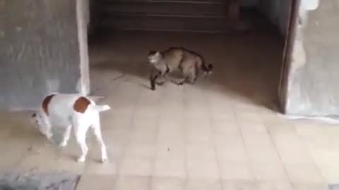 Cat walks Dog Home. Funny video 😂