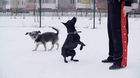 Adorable furry dogs jumping on snow at wintertime
