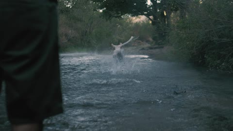 Dog catches ball in the river