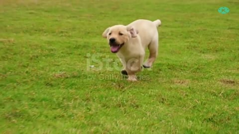 Lovely and happy dog