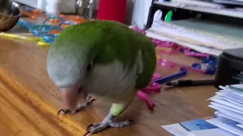 Compilation of parrots throwing items to the ground