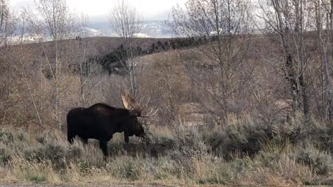 2019.10.18 Bull Moose Grand Teton National Park 2