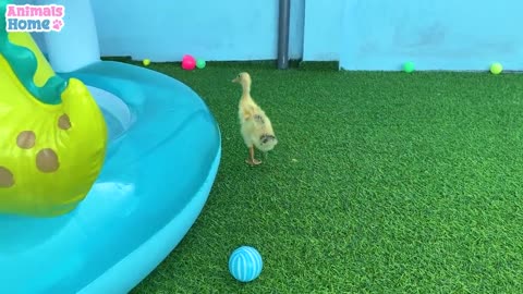 Baby monkey steals duckling's watermelon then...