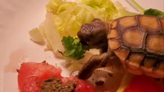 Little desert turtle