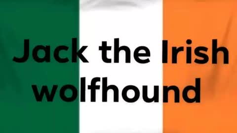 Bottle flip challenge by jack the Irish wolfhound