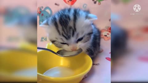 Cute Cat Eating Milk.