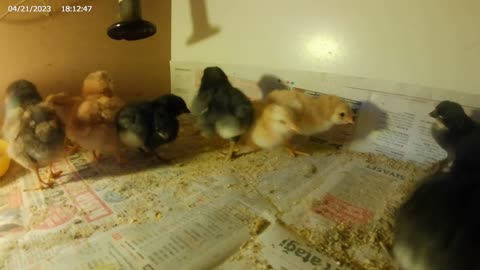 Chicks (1st test video)