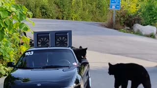 Bear Climbs into Show Car