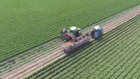 World Modern Agriculture Technology - Broccoli, Cabbage, carrot, onion Harvesting machine 2021