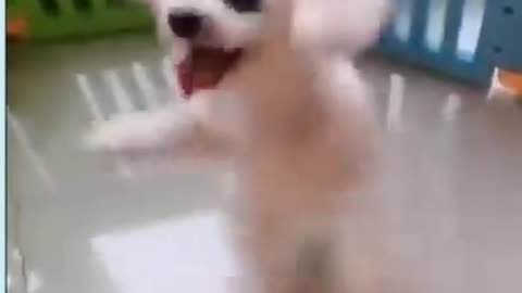 come dance with this puppy