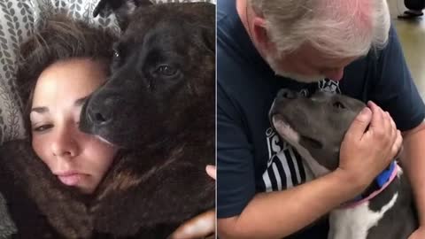 Dog have special ways to says "I LOVE YOU" to their owners - Cute Dogs and human are best friend