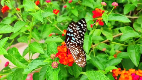 Butterflies flying in slow motion HD like you've never seen before