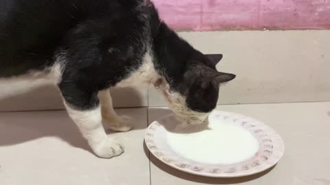 My cat eating milk