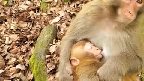 Lovely Monkeys and Funny animals HD