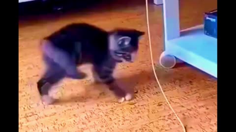 Funniest Videos 2022 😂 Funny Cats 🐱 #cute #cat #short #2024