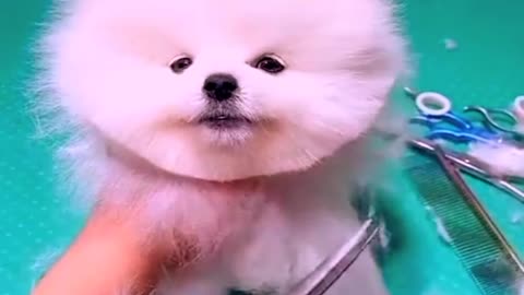 Cute doggy short video status