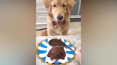 Cake cutting with dog & cats