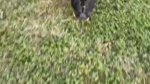 Running pig gets the sillies