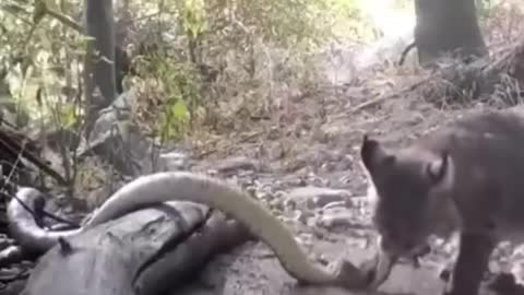 Cat hunting snake