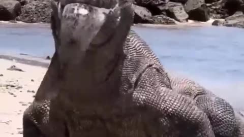 --Komodo almost gets electrocuted by electric eel_viral_ komodo...