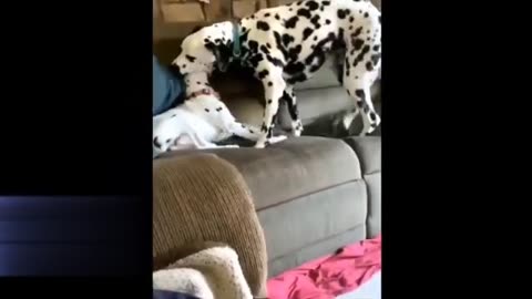 Cat and Dog Funny Videos 😂😂😂