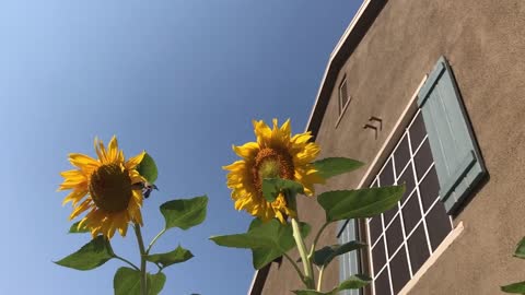 Hummingbirds and Sunflowers in the Morning