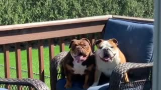 Naughty bulldogs caught jumping on patio furniture