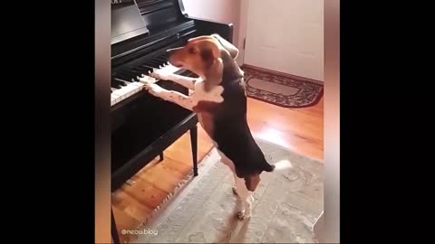 Cutest dog can play piano & sing