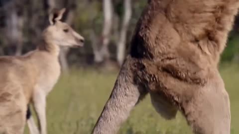This kangaroo is trying to steal a lesson