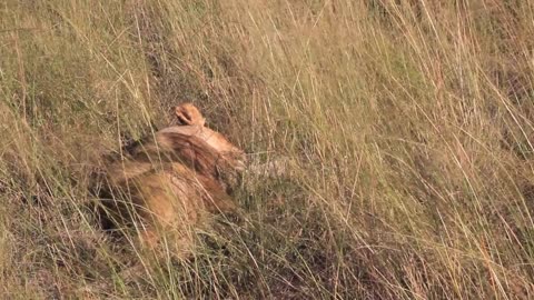 lion lays down in grass