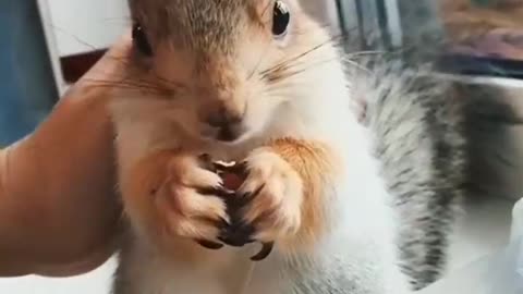 Cute squirrel 🐿.