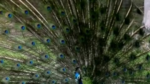 Blue Peacock Balz Spring