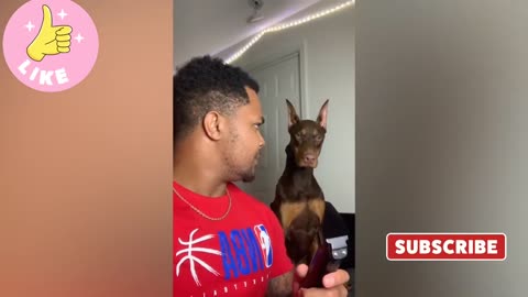 Funny Talented Dog