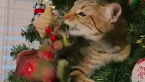 Kitten goes on the naughty list for restoring chrismas tree