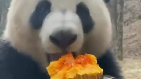 Cute panda eating 😍