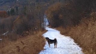 Shiba Inu takes hilarious leap into field