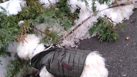 Little dogs Tater & Smudge go for a winter walk