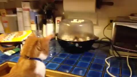 Cat Intrigued by Popcorn Maker