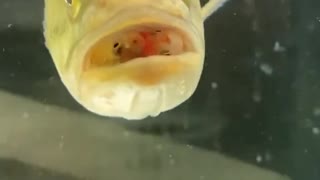 Three Small Fish Say Hello from Large Maw