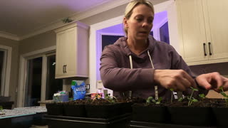 Transferring seedlings to a LARGER pot
