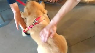 Two golden retrievers play and get pet by owners