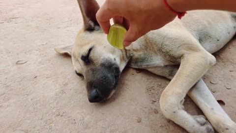 Lemon Prank on Dog and try not to laugh