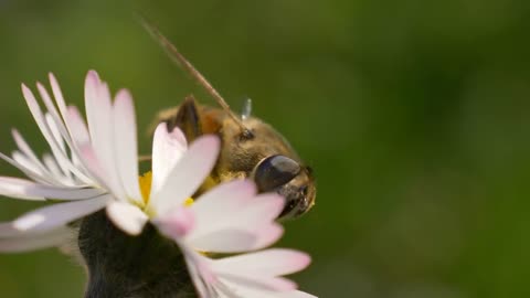 Honey Bee collecting nectar on a daisy. Selective focus shot with shallow depth of field