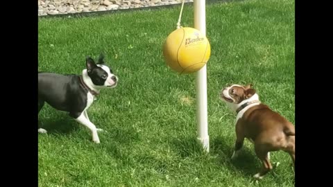 Boston Terrier Dogs Play Tetherball Together