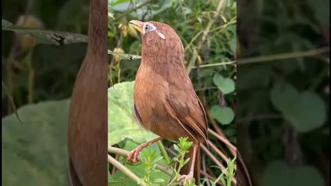 Cute 🐦 Bird Sound❤️