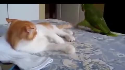 FUNNY PARROTS VS FUNNY CATS VIDEOS