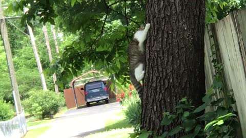Cat try to get off of the tree
